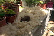 Kätzchen in gezupfter Wolle schlafend