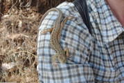 Gjirokastra - Gecko auf meiner Schulter
