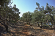 Weg durch Olivenhain