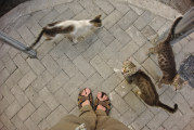 Tirana - hungrige Straßennaschkatzen