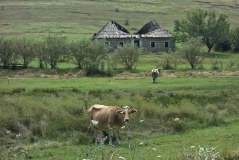 Bild: Krej Lurë - zwei Kühe vor Haus mit eingestürztem Dach