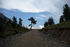 Bild: Schotterstraße zum Pass bei Gur-Lurë mit Kiefern