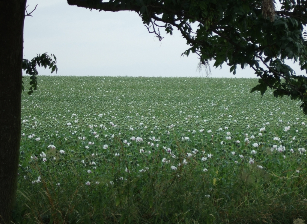 Skaliertes Bild dscf09550_Feld_weissen_Mohns.jpg 