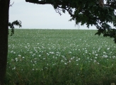 Vorschaubild dscf09550_Feld_weissen_Mohns.jpg 