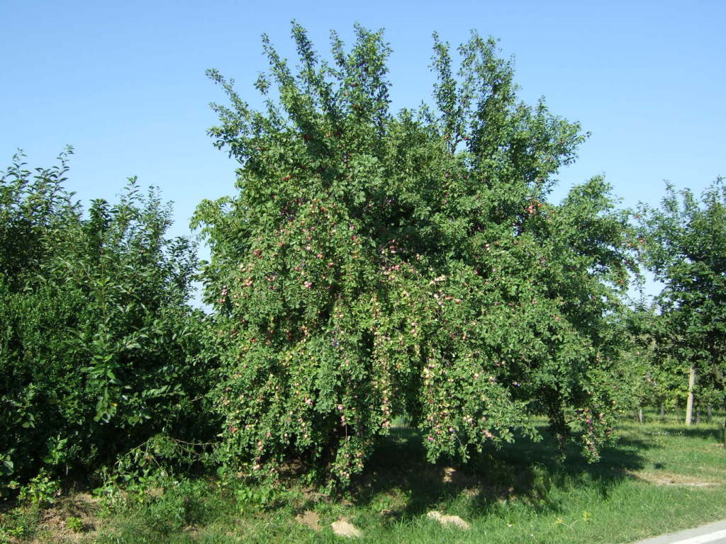 Skaliertes Bild dscf10153_ueppig_Frucht_tragender_Pflaumenbaum.jpg 