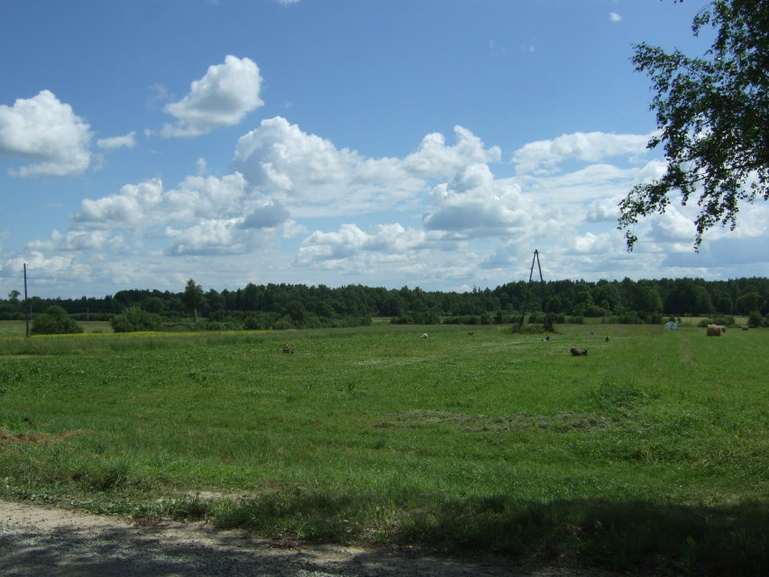 Skaliertes Bild dscf039000_Wald_und_Weide_unter_blauem_Himmel.jpg 