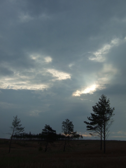 Skaliertes Bild dscf039244_Heide_und_Kiefern_vor_druenden_Wolken.jpg 