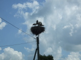 Vorschaubild dscf039268_Storchennest_OSM.jpg 