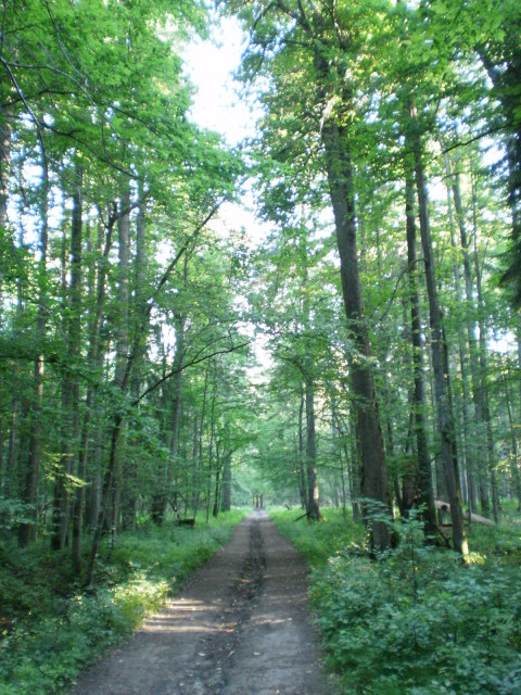 Skaliertes Bild p7110318_Wald_und_Weg_OSM.jpg 