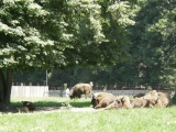 Vorschaubild p7110369_lagernde_Bisonherde_crop_OSM.jpg 