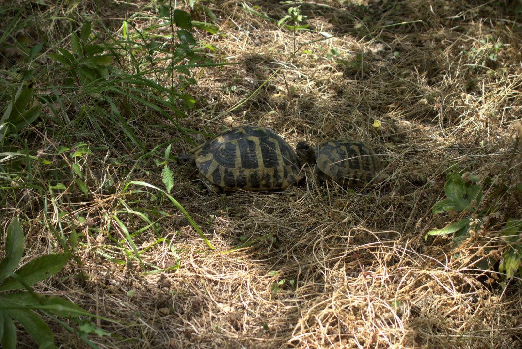 Skaliertes Bild dscRX008450_kopulierende_Schildkroeten_auf_Pfad_ok.jpg 