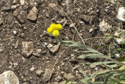 gelbe Blume an Wegrand
