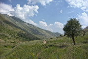 Hochtal zwischen Nemërçka und Dhëmbel - Pfad mit einzelnem Baum