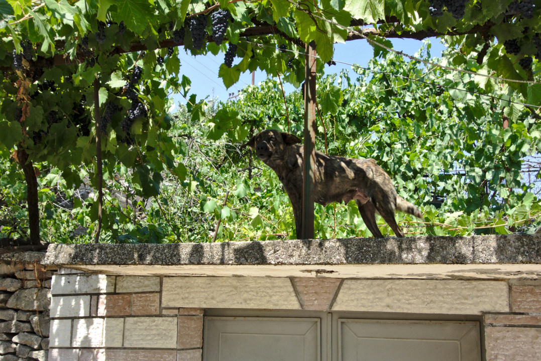 Skaliertes Bild dscRX011849_Gjirokastra-Wachhund_ueber_Hauseingang_zwischen_Weinreben_ok.jpg 