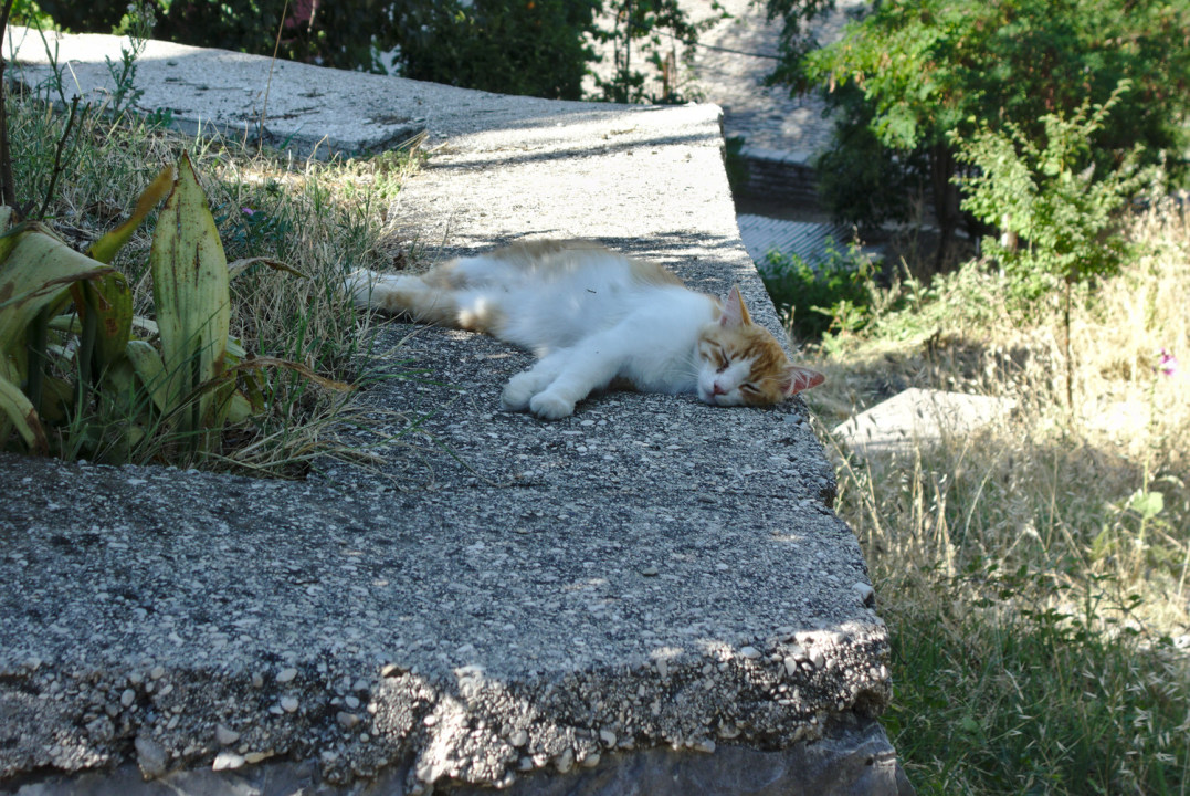 Skaliertes Bild dscRX013236_Gjirokastra-schlafende_rotweisse_Katze_auf_Mauer_ok.jpg 