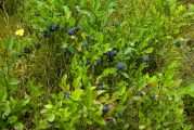 Bild: Blaukraut voller Beeren