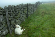 Bild: sterbendes Schaf-an Steinmauer im Nebel